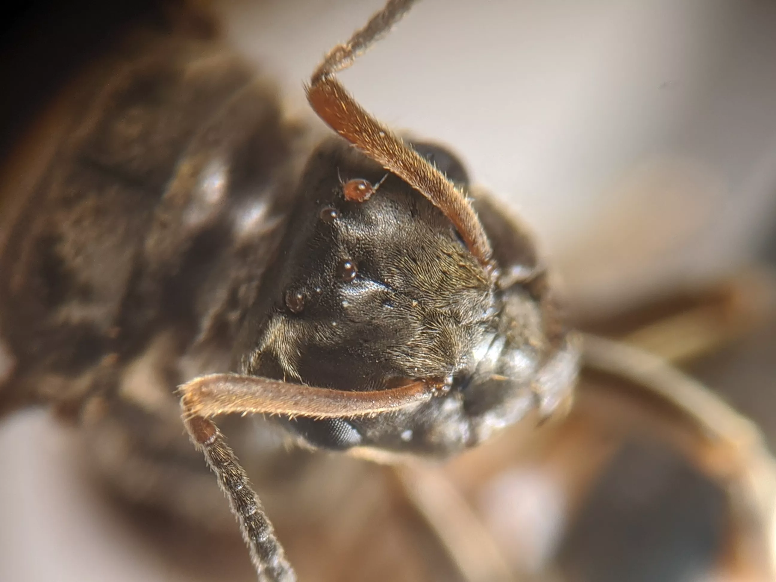 the head of a flying ant with a mite