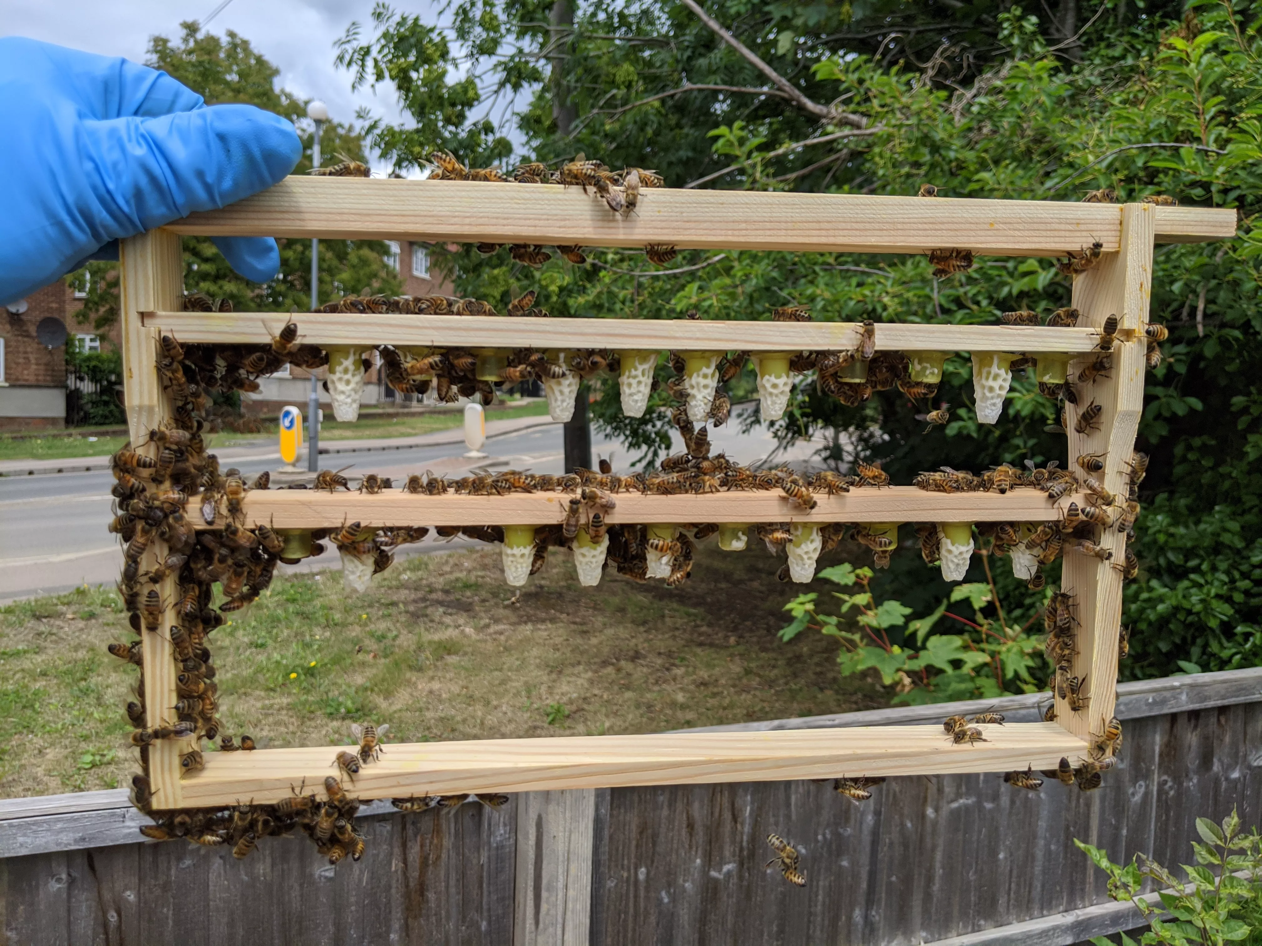 a grafting frame with two bars, with 14 accepted queen cell grafts and 8 rejections