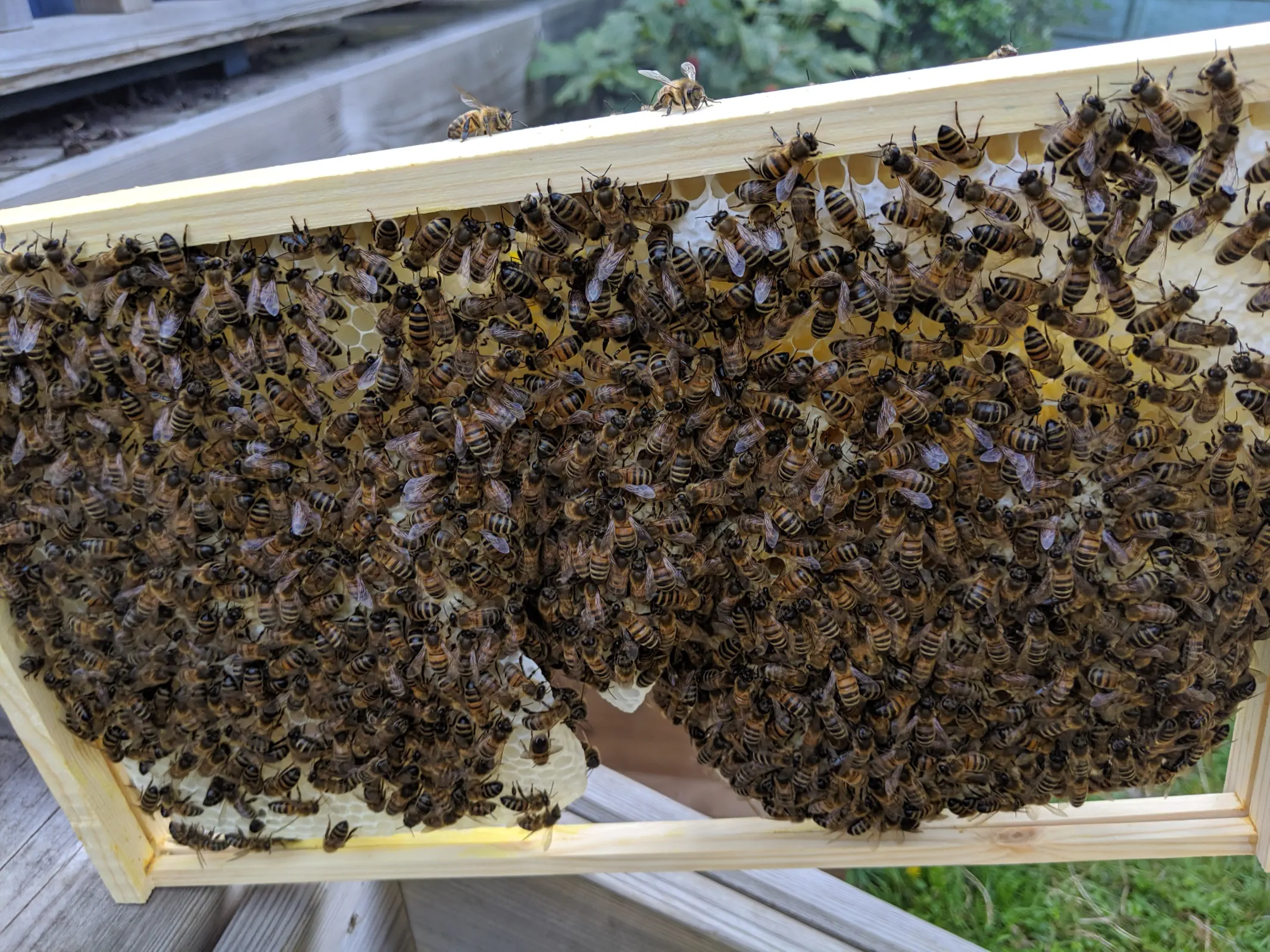 A frame of honeybee brood with capped honey in the corner, and both uncapped and capped brood in the middle.