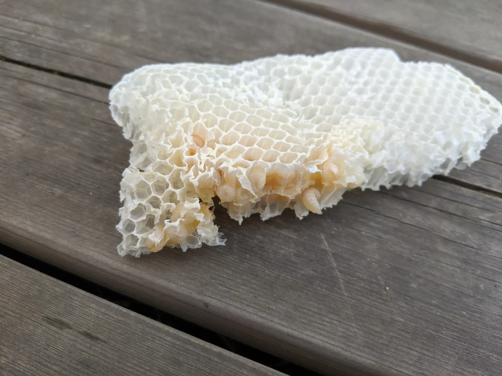 A small piece of newly drawn comb with fat larva falling out of the cells.