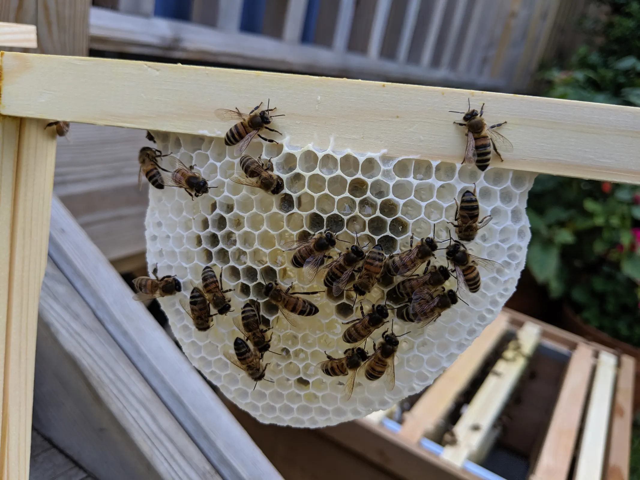 A small section of newly drawn comb filled with nectar and pollen.