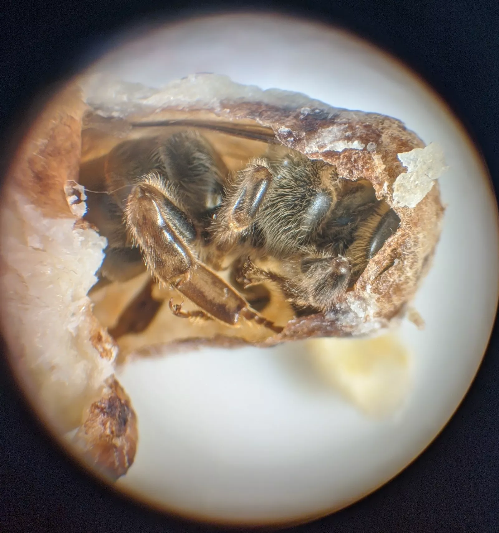 a queen cell partially opened, with a dead queen inside