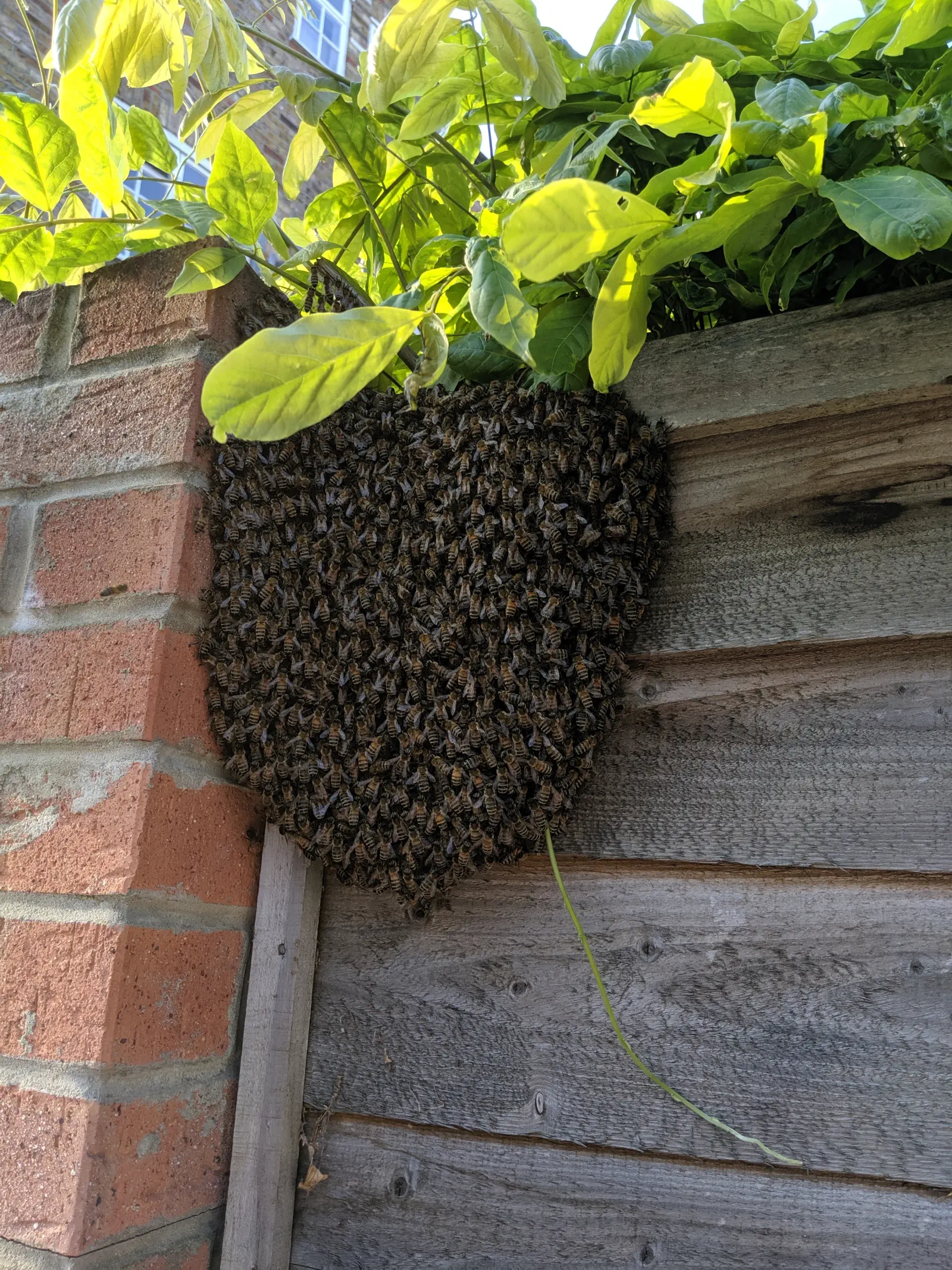 A swarm of honeybees clumped together on a brick wall.