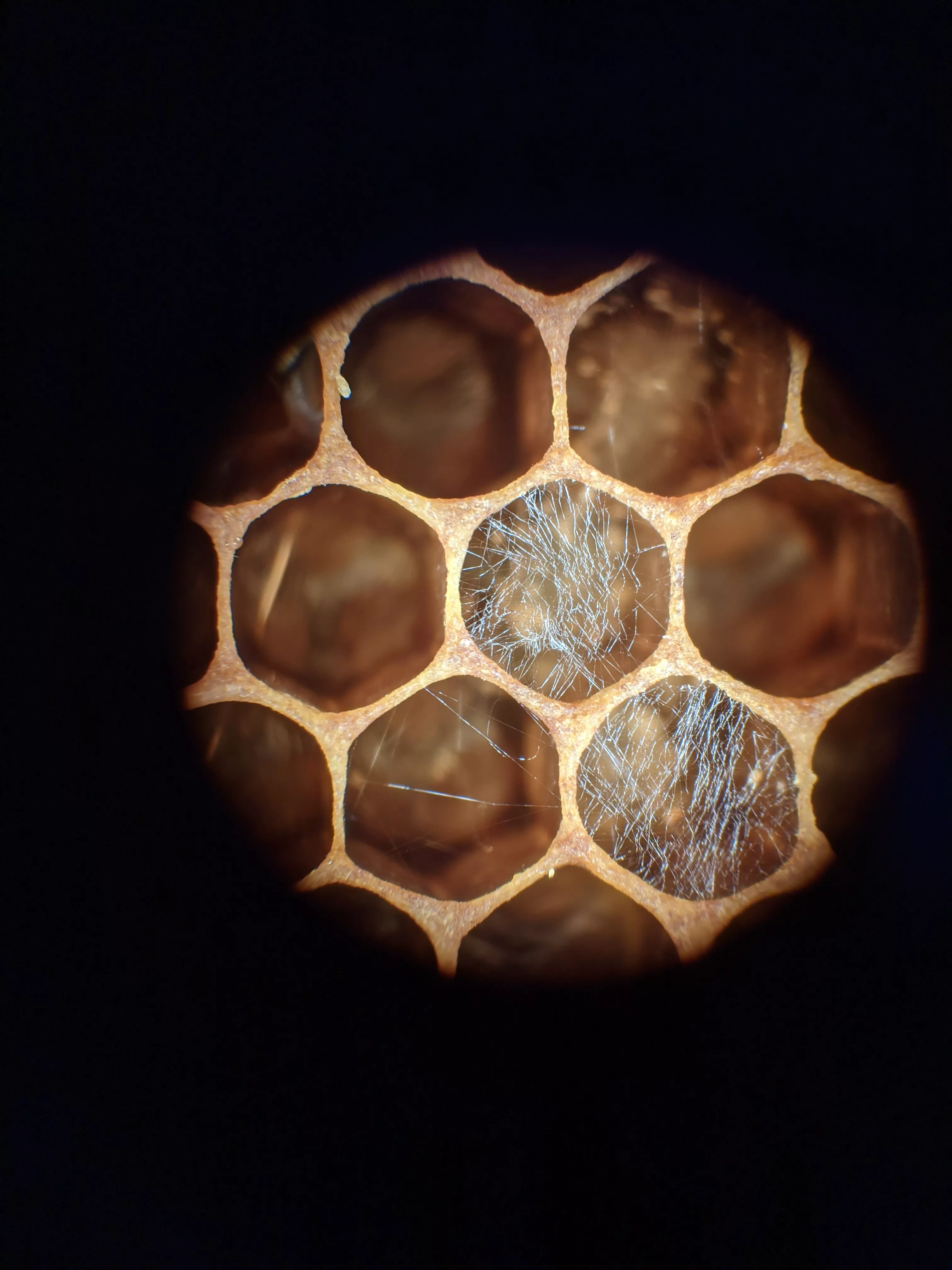 a web of silk covering the top of a few honeybee cells